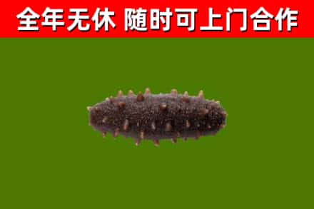 茌平烟酒回收干海参.jpg